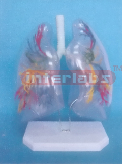 30x26x16cm TRANSPARENTPULMONARY SEGMENTS, VISIBLE TRACHEA, BRONCH I/BRONCHO